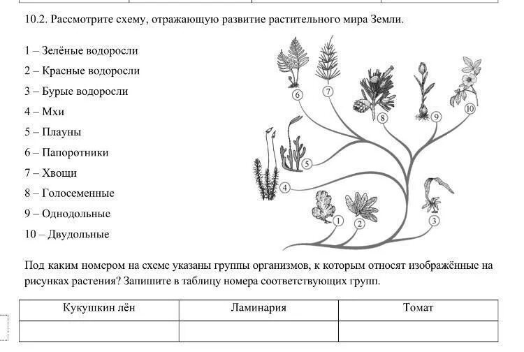 Решу впр 7 класс биология 1 вариант. Схема эволюции растений 9 класс.