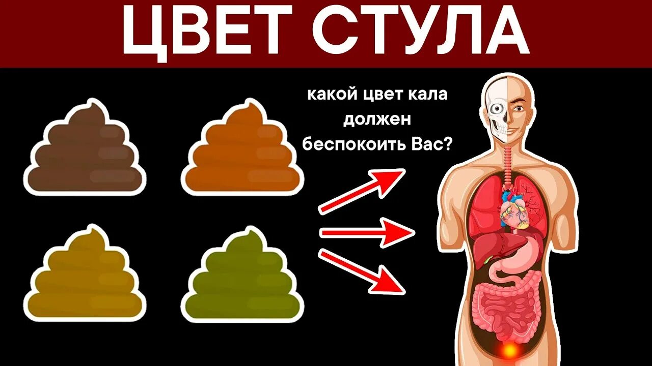 Каким должен быть стул у взрослого. Нормальный цвет кала человека. Цвет кала у взрослого. Здоровый цвет кала у взрослого. Какого цвета должен быть кал.