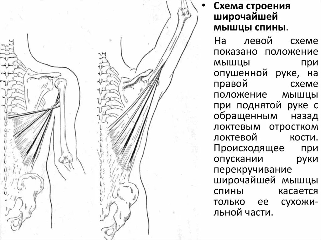 Широчайшая мышца спины крепление. Анатомия широчайшей мышцы. Широчайшие мышцы спины схема. Широчайшая мышца спины строение.