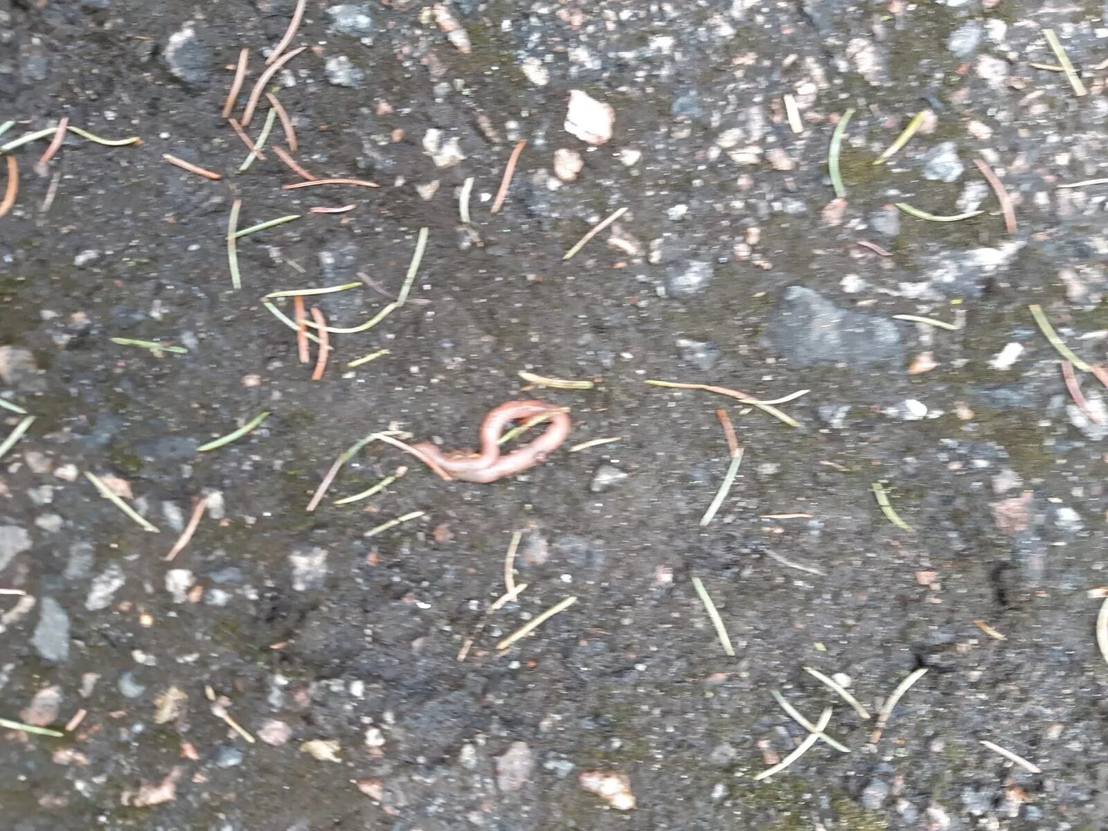 Много червей после дождя. Маленькие дождевые черви Новорожденные. Дождевой червь на асфальте.