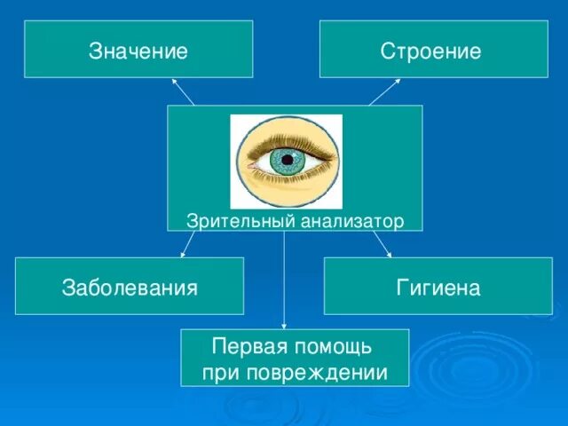 Зрительный анализатор 8 класс биология. Зрительный анализатор гигиена зрения биология 8 класс. Орган зрения и зрительный анализатор 8 класс. Биология 8 класс орган зрения и зрительный анализатор.