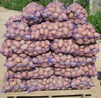 Продать картошку оптом