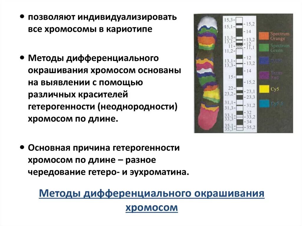 Изменение окраски хромосом. Методы дифференциальной окраски хромосом. Дифференциация окраска хромосом. Дифференциальное окрашивание хромосом. Методы дифференциального окрашивания хромосом.