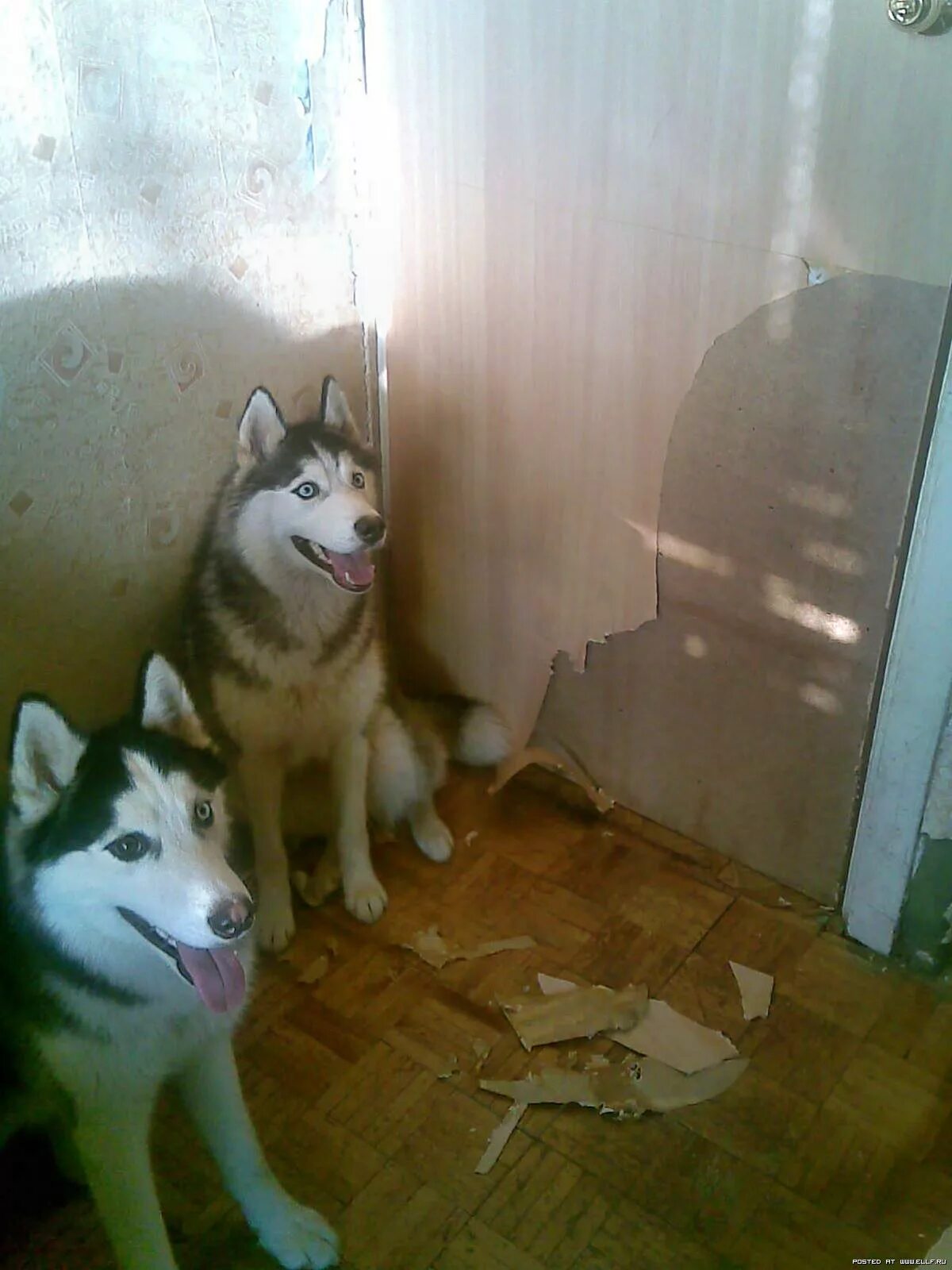 Сибирский хаски в доме. Где жил хаски. Настоящие хаски. Хакси. Сибирский хаски.