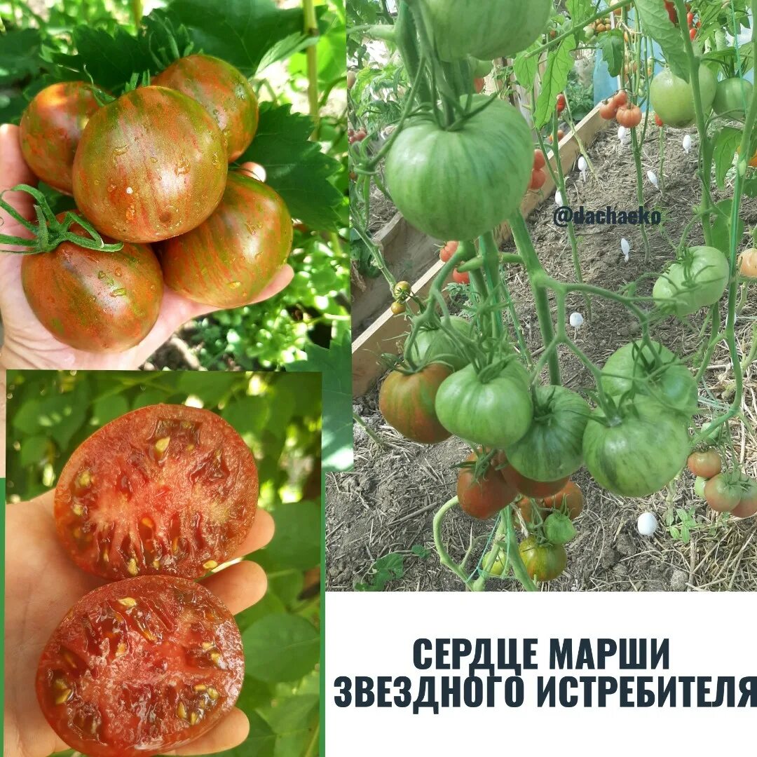 Сорт томата бифштекс марши. Томат сердце марши описание сорта. Томат сердце марши. Томат сердце марши описание сорта. Томат сердце марши описание сорта.