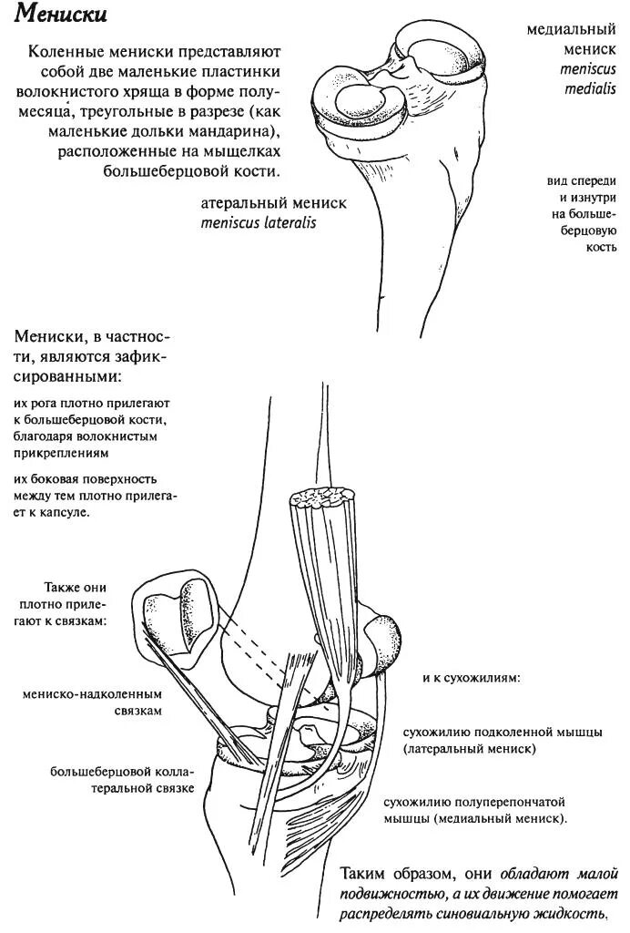 Связка мениска колена. Строение коленного сустава латеральный мениск. Коленный сустав строение мениск. Схема мениска коленного сустава.