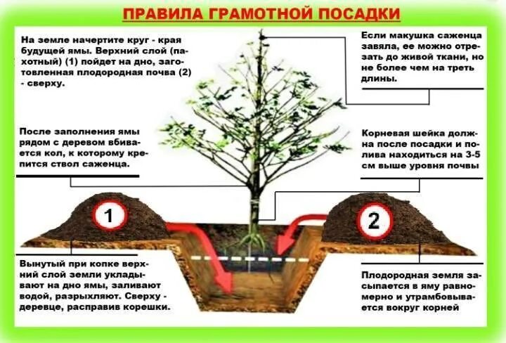Расстояние посадки плодовых деревьев. Расстояние при посадке яблонь между деревьями. посадка груш расстояние между деревьями. схема посадки саженцев яблони. схема посадки плоловыхьдеревьев.