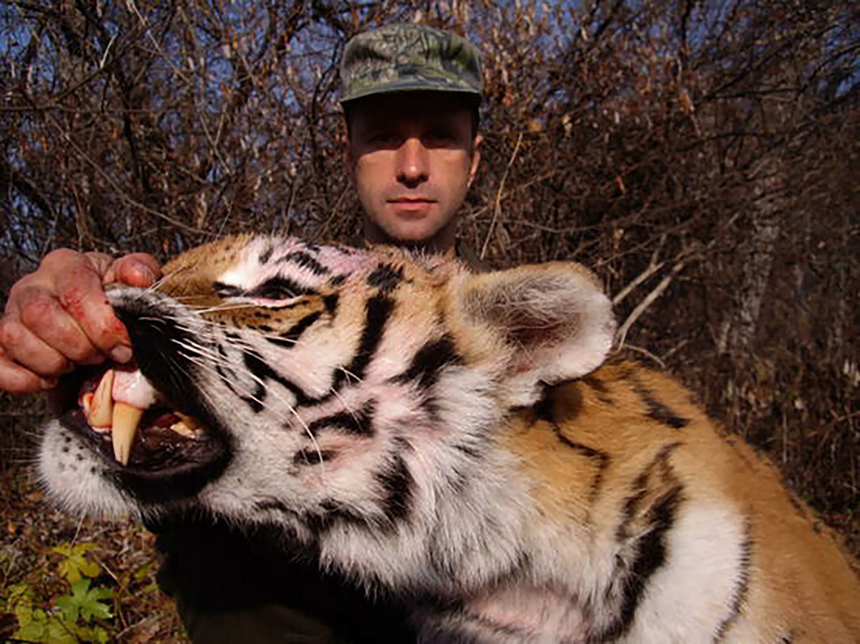 Tiger hunting