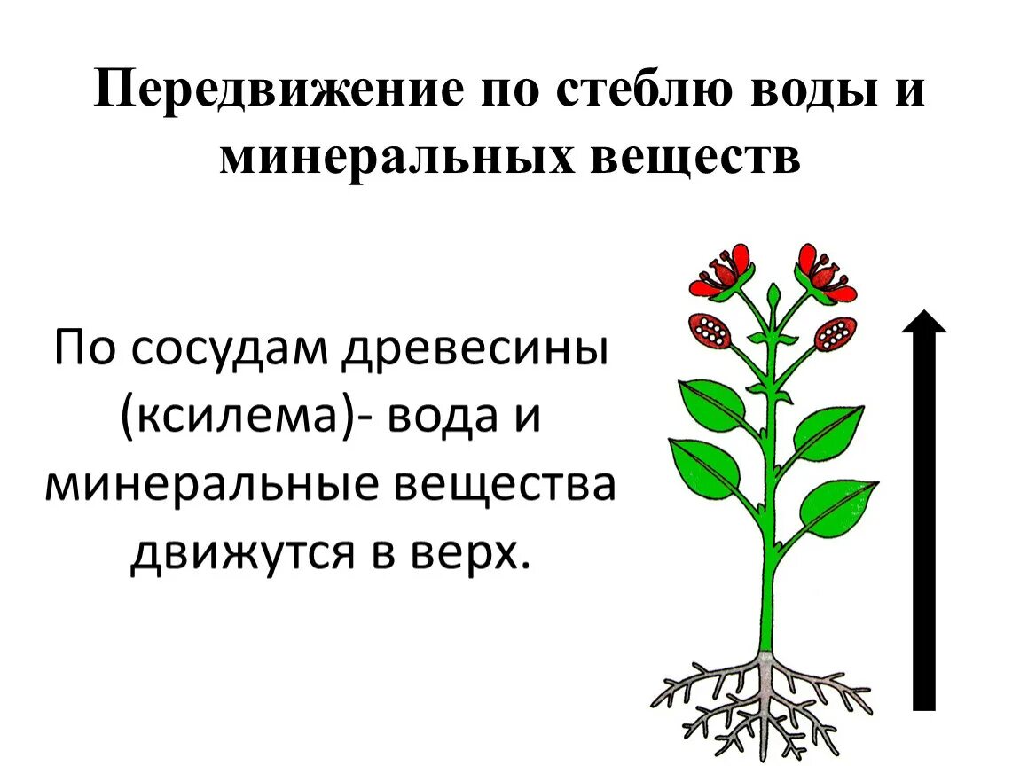 Передвижение веществ по стеблю 6 класс. Транспорт органических Минеральных веществ по стеблю. Передвижение Минеральных веществ. Передвижение воды и Минеральных веществ. Передвижение по стеблю органических веществ.