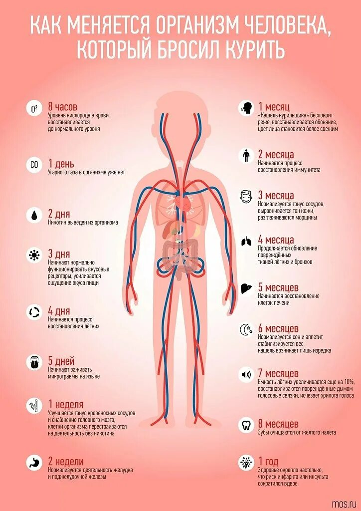 Бросил курить сосуды. Что будет с организмом если бросить курить. Обновление организма. Легкие восстанавливаются. Восстановление организма.