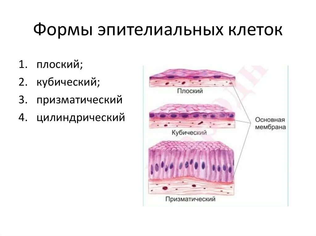 Эпителиальная ткань плоский кубический цилиндрический. Форма клеток однослойного эпителия. Клетка покровного эпителия. Клетки эпителия - эпителиоциты. Клетки эпителиальной ткани виды