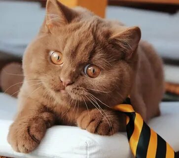 Британские коты цвета. 