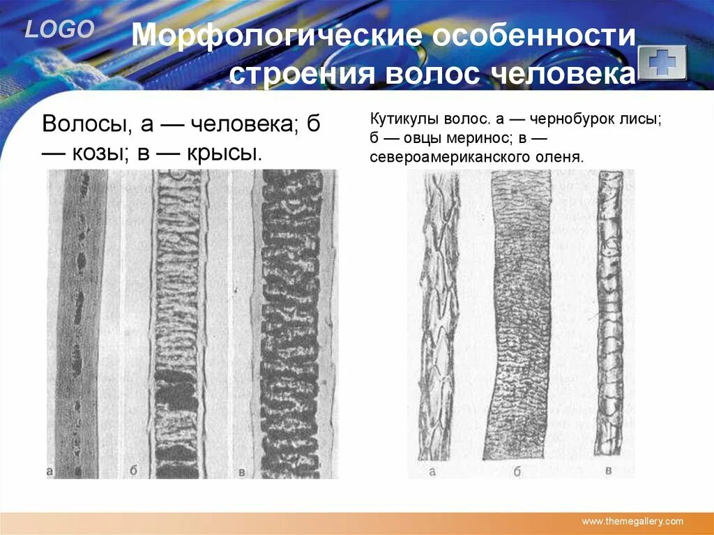 Прочитайте текст сложное строение волосков меха. Строение волоса. строение волоса человека. картинки строение волоса человека. морфологические особенности человека.