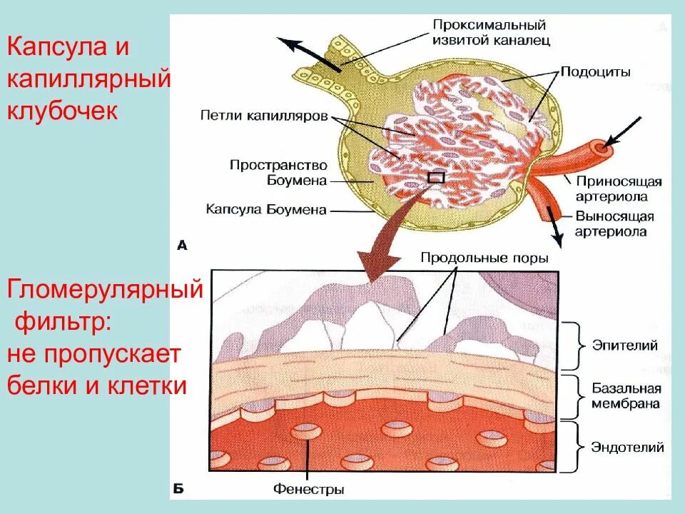 В капиллярном клубочке какая кровь. Капиллярные петли клубочков. Функция капиллярного клубочка почек. Капилляры клубочка. Капиллярный клубочек и капсула клубочка.