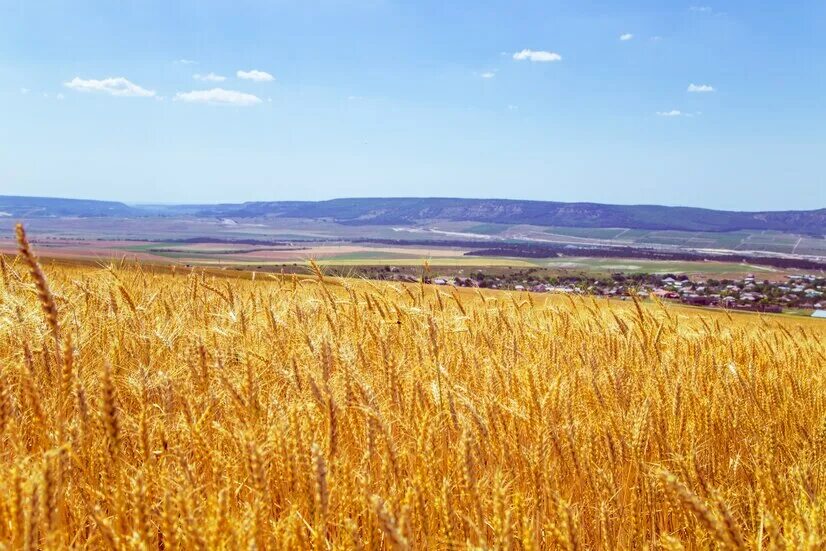 Крым пшеничное