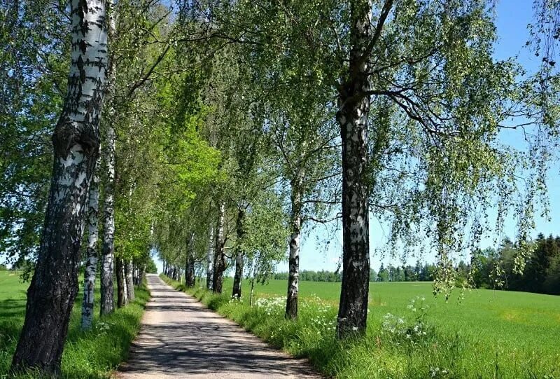 Слушать две березки у дороги. Березы вдоль дороги. Березы дорога. Березка у дороги. Береза у дороги.