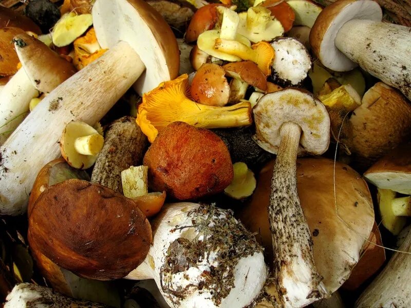 Красивые грибочки. Сибирские грибы лисички. Грибы мухоморы в корзине. Канапе с оливками. Корзина с мухоморами.