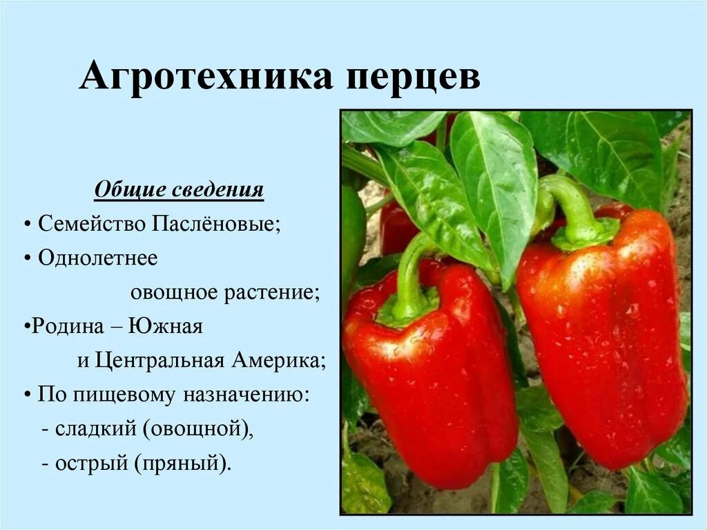 1 класс он перец класс. Семейства пасленовые перец сладкий. паслёновые овощи перец сладкий. паспорт растения перец. строение болгарского перца.