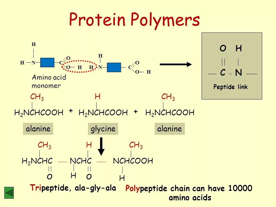 Глицин полипептид. Полипептид h2. Ala аминокислота. Полимер Амин.
