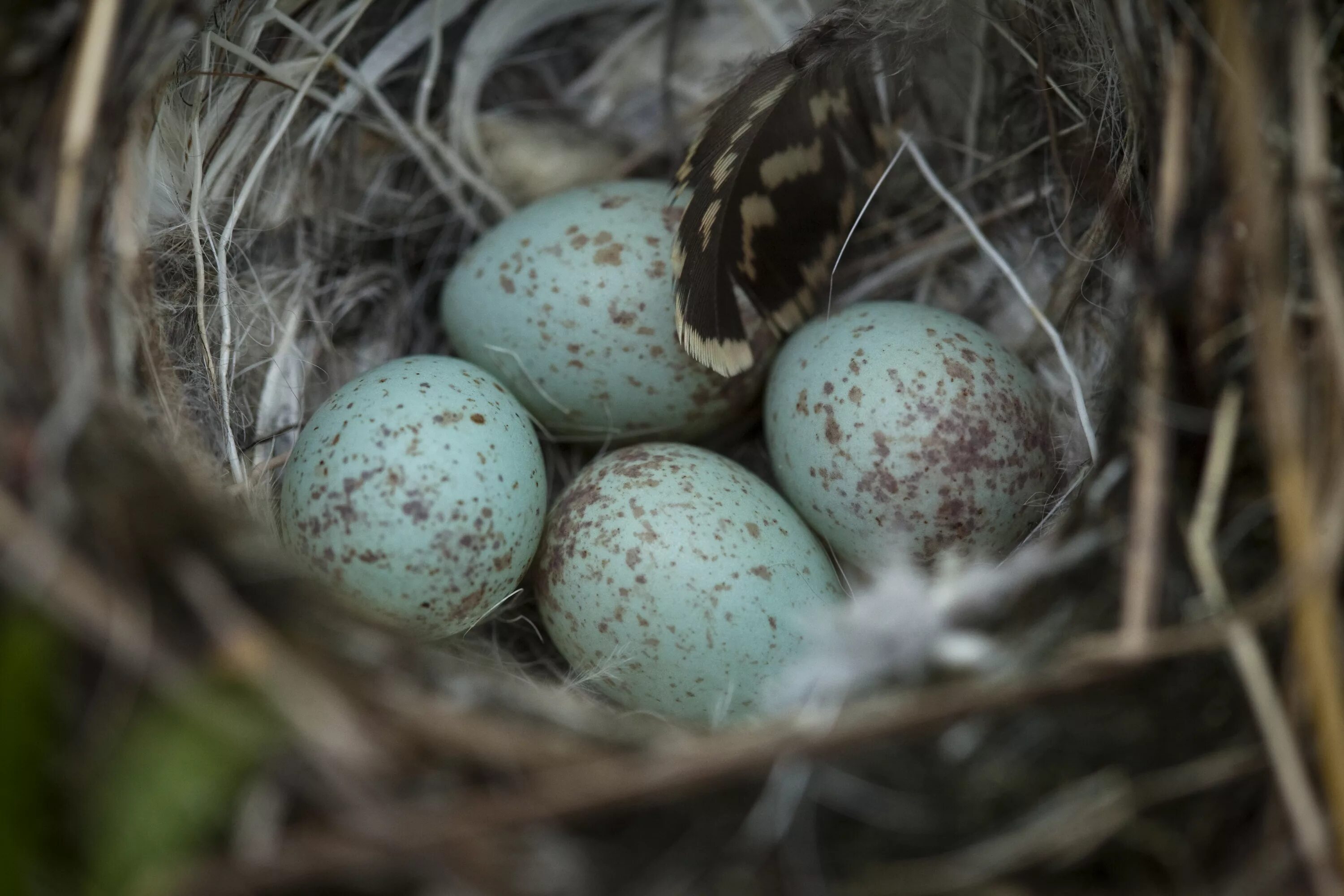 Пестрые яйца. Гнездо зарянки с яйцами. Малиновка яйца Зарянка. Малиновка птица яйца и гнездо. Гнездо гнездо зарянки птенец.