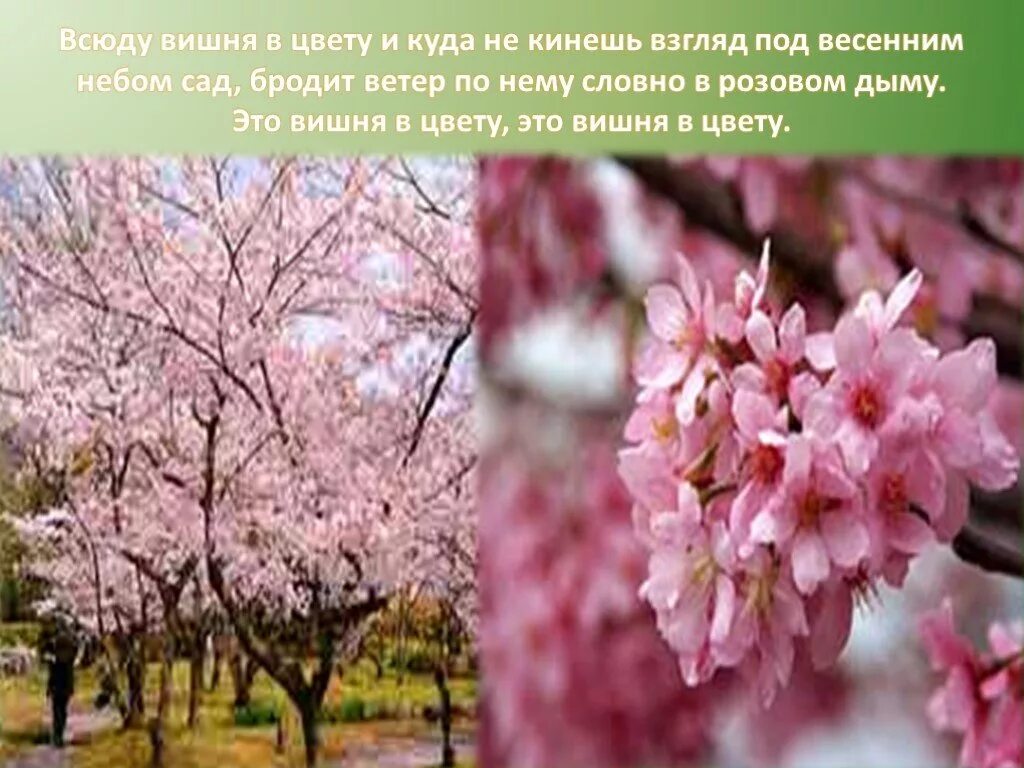 Песня вишневый ветер. Стихи о цветущей вишне. Стихи вишня цветет весной. Стихотворение вишня в цвету. Цитаты про цветущую вишню.