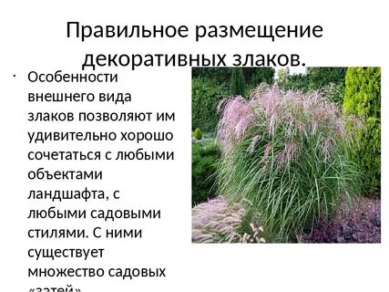 Декоративное описание