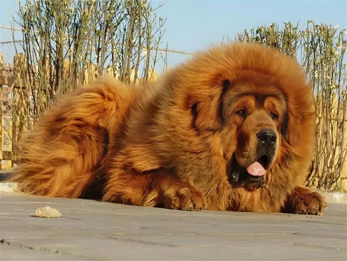 Какие крупные собаки. Тибетский мастиф. Тибетский мастиф великан. Афганский мастиф. Тибетский мастиф золотистый.