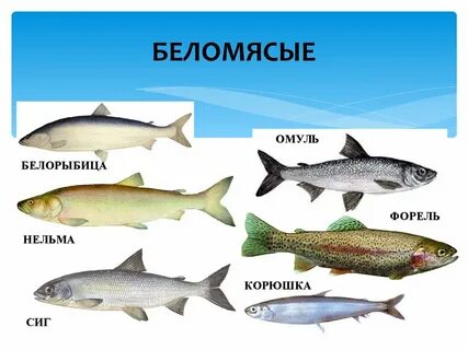 Белорыбица это какая
