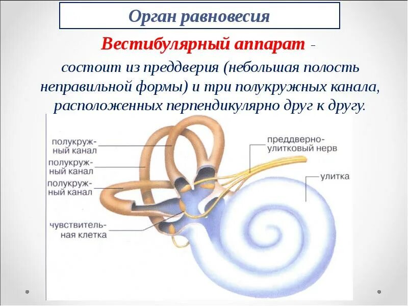 Полукружные каналы внутреннего уха расположены. Отолитовый аппарат и полукружные каналы. Схема строения органа равновесия. Строение органа равновесия вестибулярный анализатор. Строение анализатора органа равновесия.