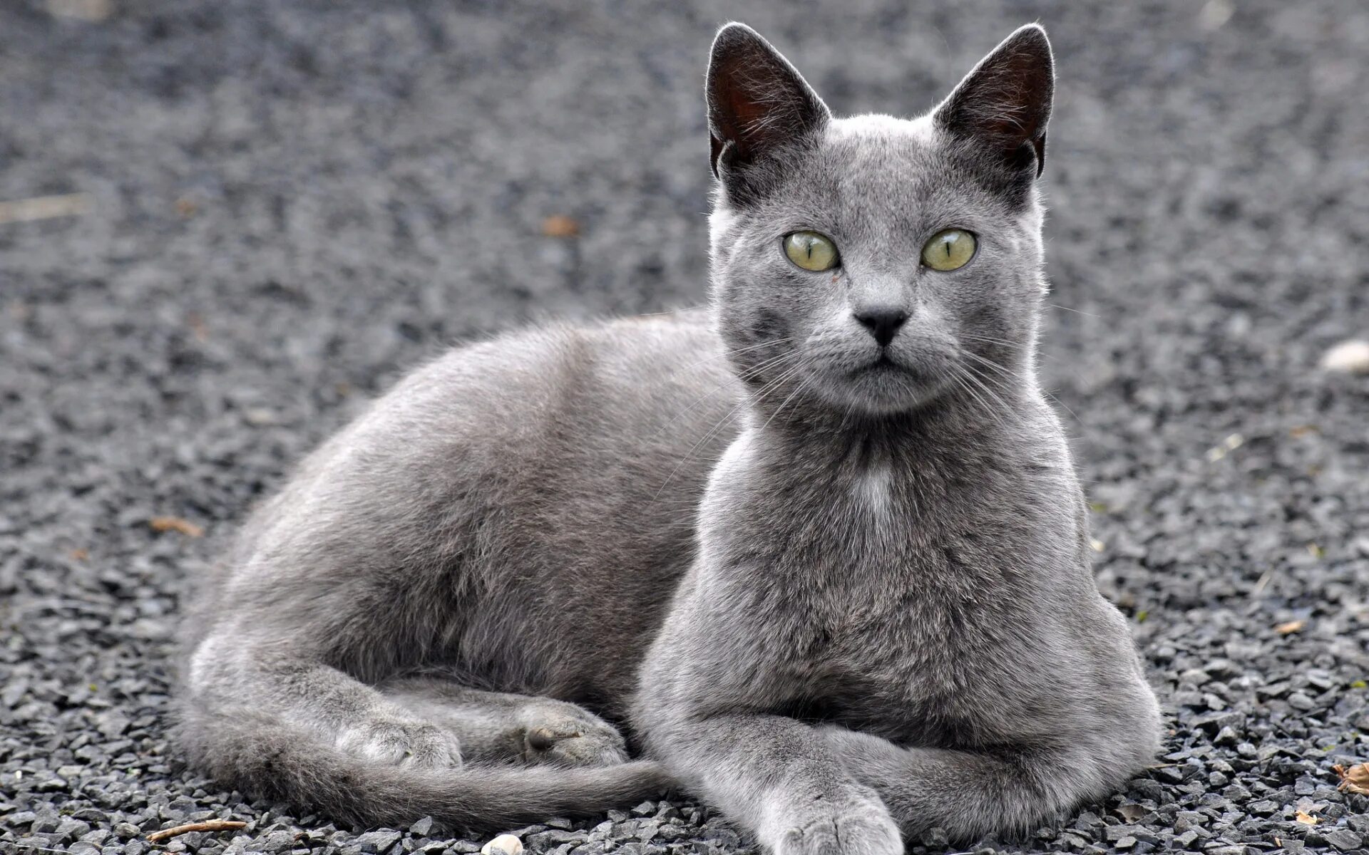 Русская голубая кошка короткошерстная серая. Британская короткошёрстная кошка шартрез. Анатолийский кот серый. Европейская голубая короткошерстная кошка. Кашка серая