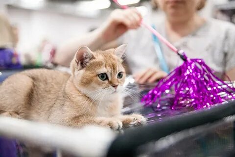 Выставка кошек ульяновск 2024 в тц
