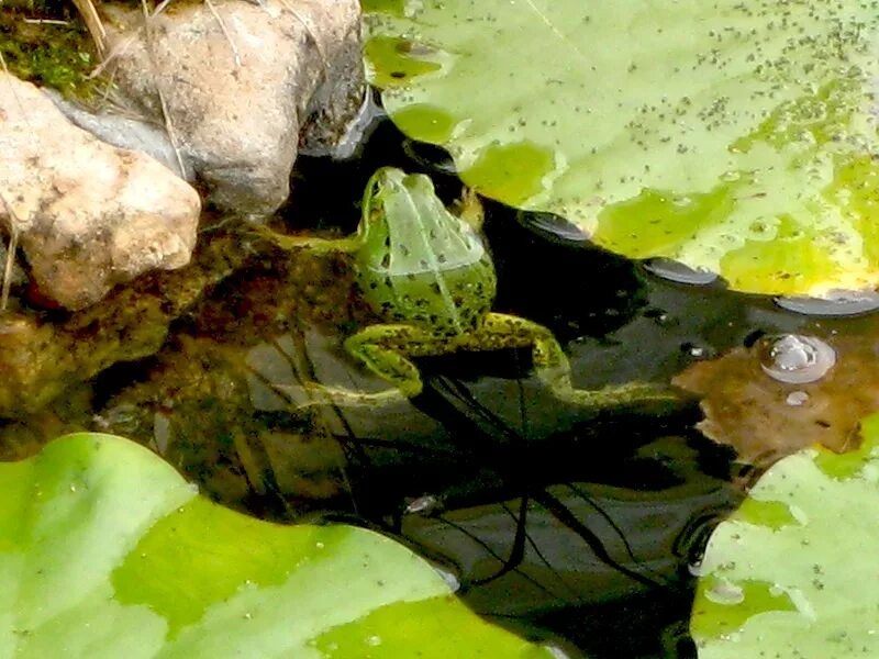 Пруд для лягушек на даче. Лягушка прыгает в пруд. Лягушка плескается. Старый пруд прыгнула лягушка всплеск воды.