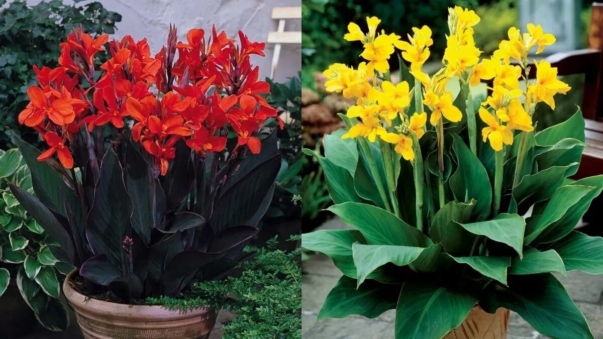 Канна в горшке. Цветы канны домашнее. Цветы канны домашнее. Канны цветы. Канна краснолистная.