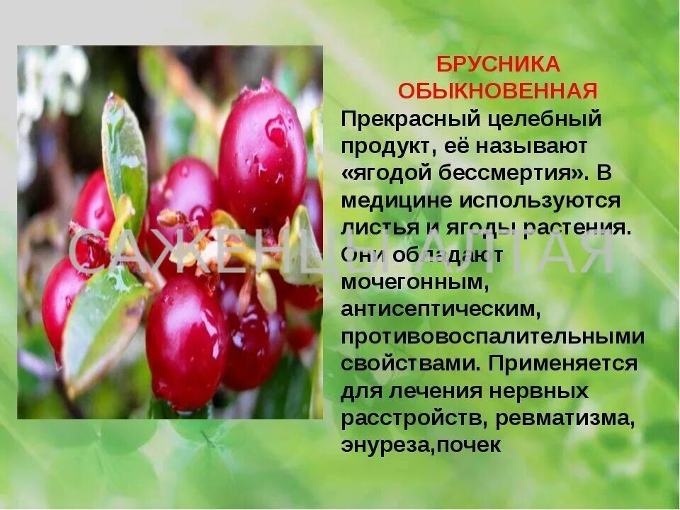 Брусника обыкновенная описание. Брусника описание ягоды. Брусника краткое описание для детей. Брусника обыкновенная ягоды. Брусника описание растения.