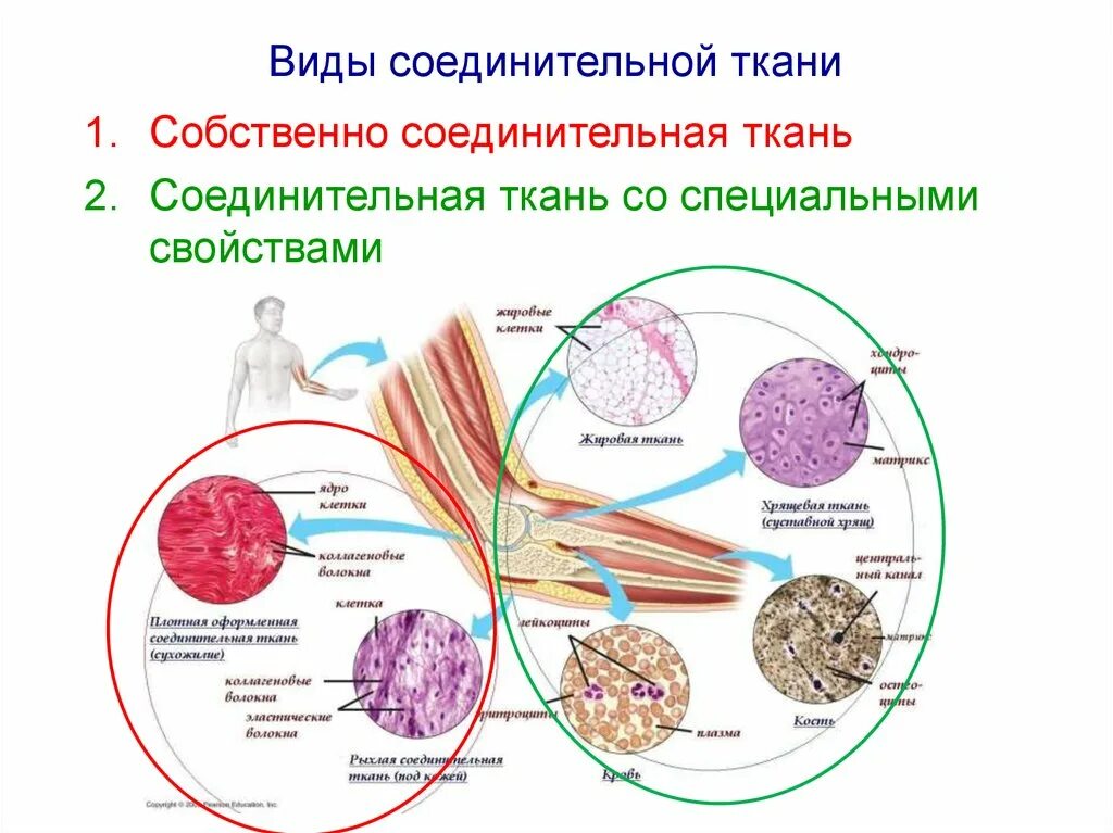 Функция соединительной ткани в мышцах. Типы соединительной ткани. Собственно соединительная ткань гистология. Соединительная ткань виды соединительных тканей. Соединенительнаяткань.