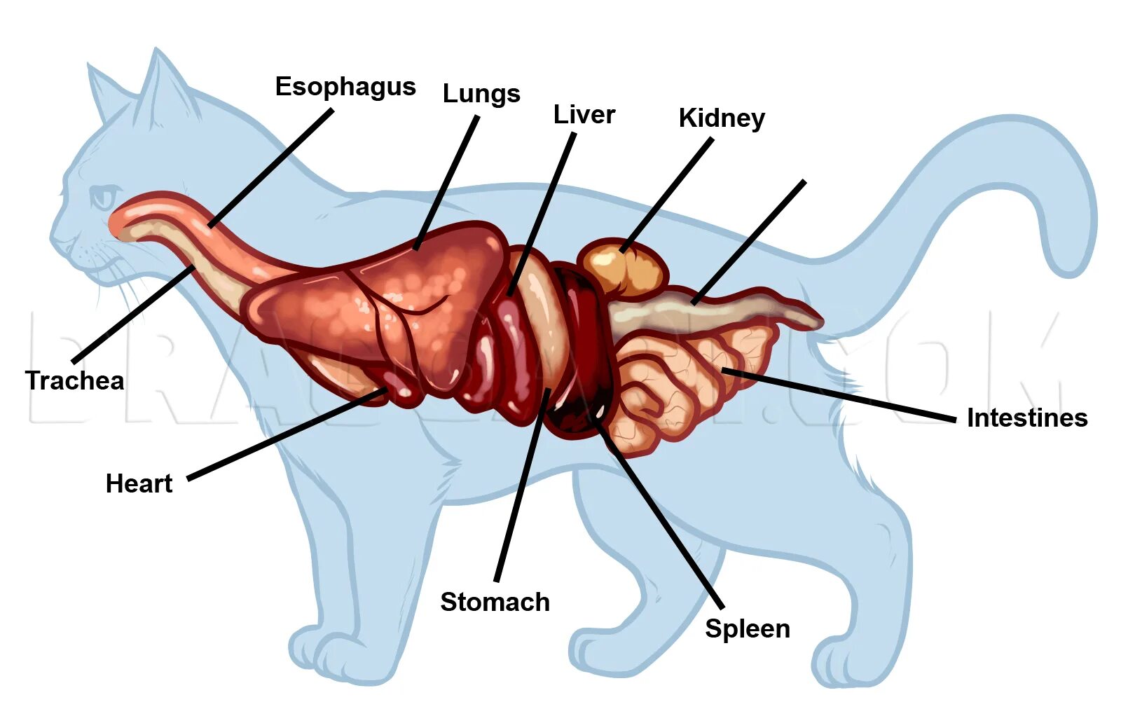 Cat organ. Внутренние органы кошки. Строение органов кошки. Расположение органов у кошки. Строение кота внутренние органы.