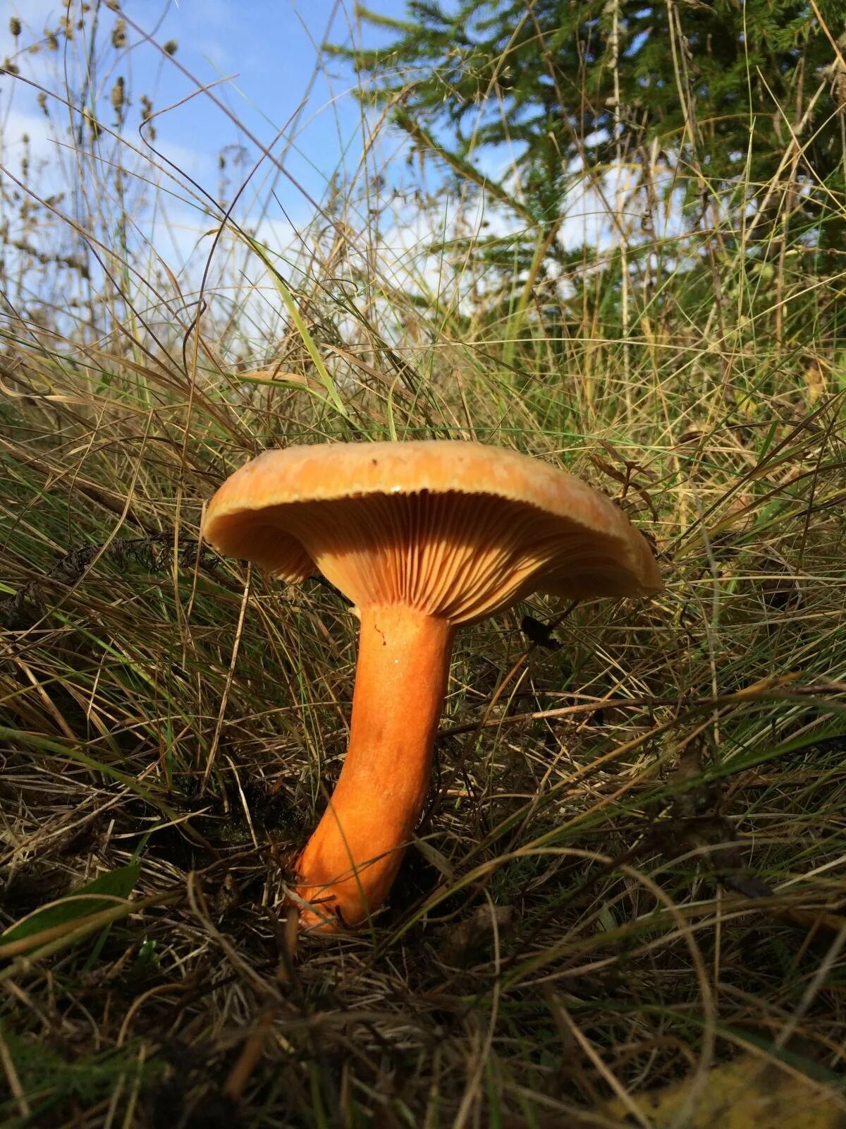 Млечник Рыжик гриб. Рыжик Сосновый/Боровой (Lactarius deliciosus);. Млечник неедкий оранжевый. Гриб Рыжик Боровой. Какой гриб рыжик