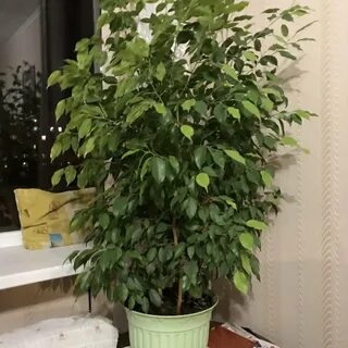 Горшок для фикуса бенджамина