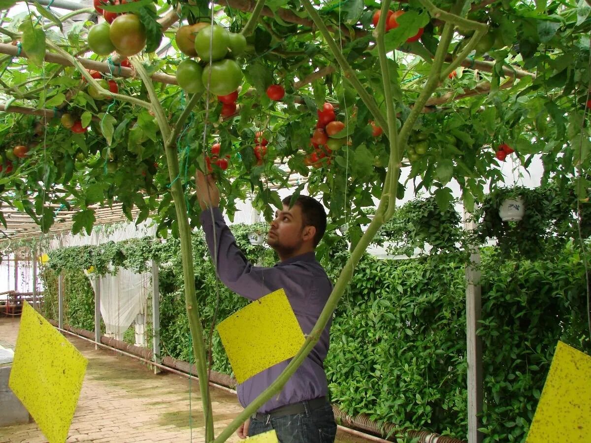 Tree tomatoes