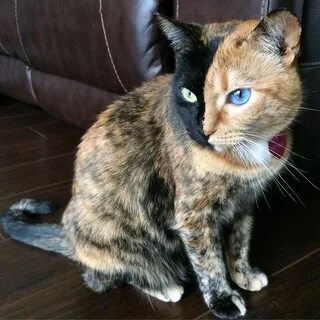 Chat n