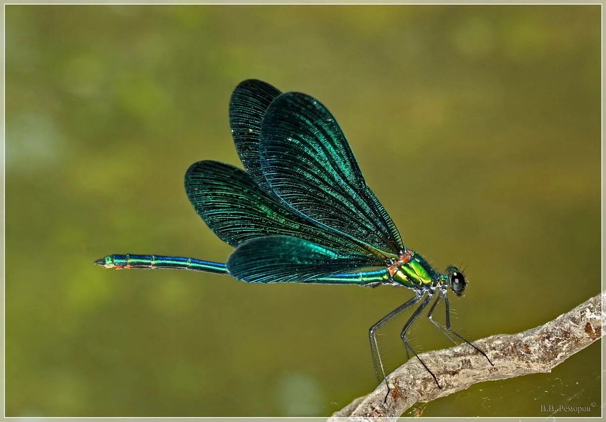 Стрекоза Calopteryx Virgo. Стрекоза красотка темнокрылая. Красотка блестящая (Calopteryx splendens). Стрекоза Радужница.