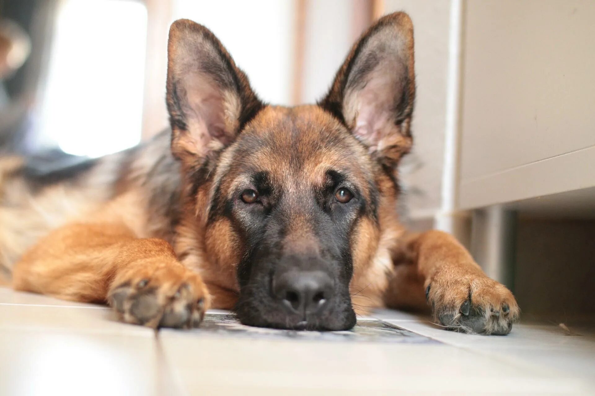 Сколько живут овчарки в домашних условиях. German Shepherd немецкая овчарка. Дейк немецкая овчарка. Немецкая овчарка Шеферд. Собака немецкая овчарка Бадди.