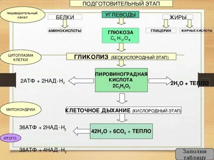 Конечные продукты подготовительного