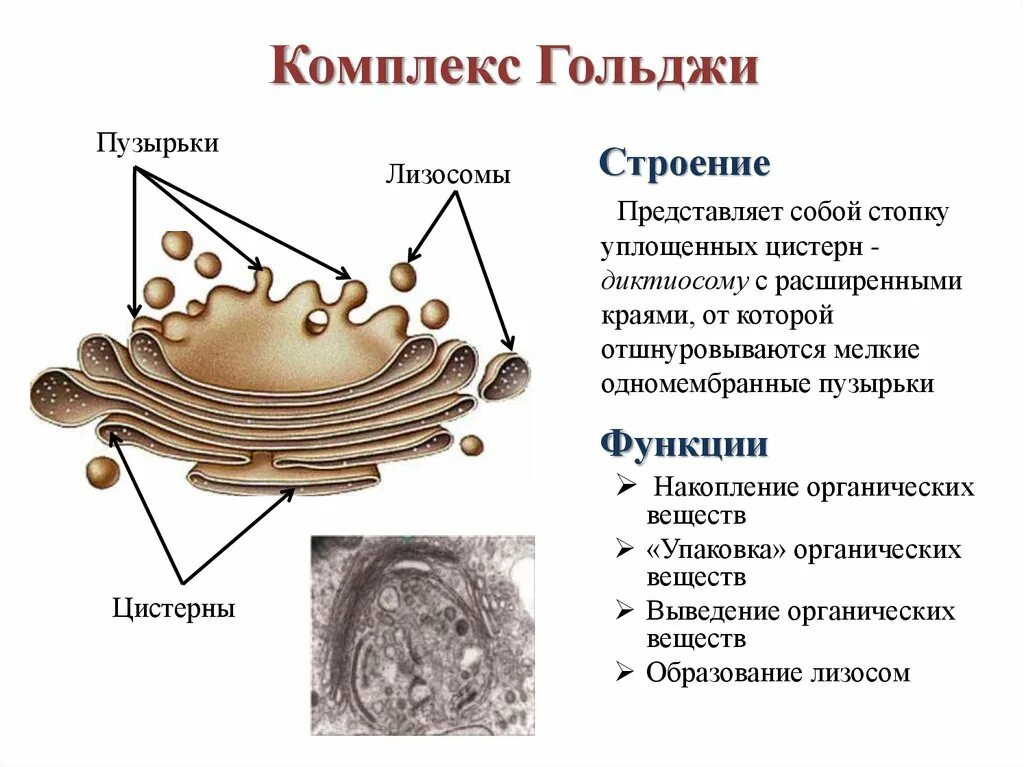 Формирование каких клеточных органоидов участвует аппарат гольджи. Пластинчатый комплекс Гольджи строение и функции. Комплекс Гольджи функция схема. Комплекс аппарат Гольджи функции.