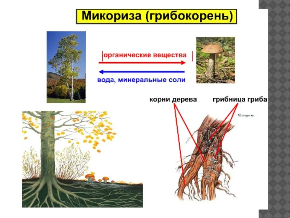 Образуют микоризу с корнями растений. Строение гриба микориза. Микориза грибокорень. Грибница микориза. Грибная микориза.