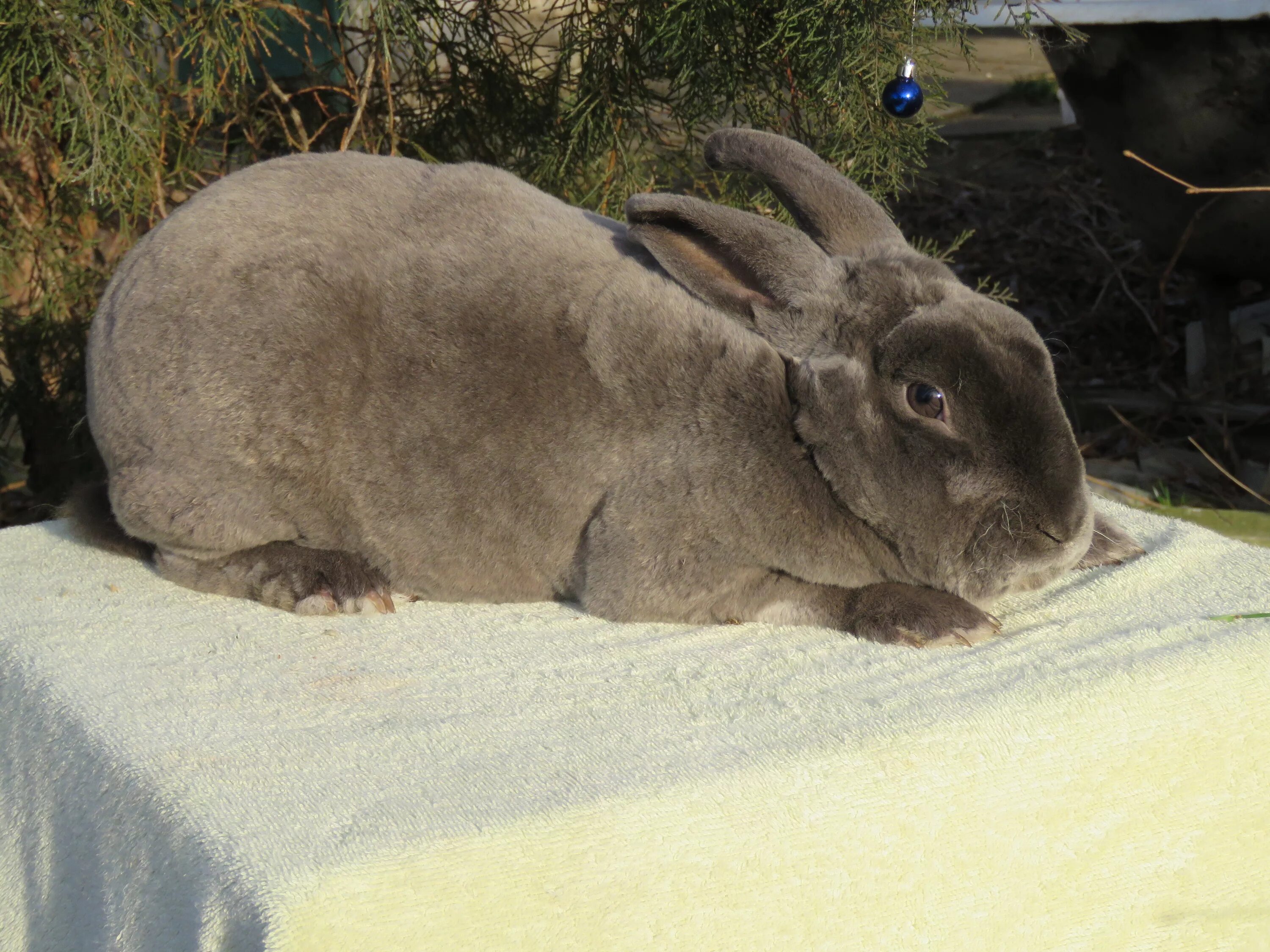 Rabbit elephant. Кролик слон порода. Кролики порода слоны. Слон и кролик. Скрестить слона с кроликом.