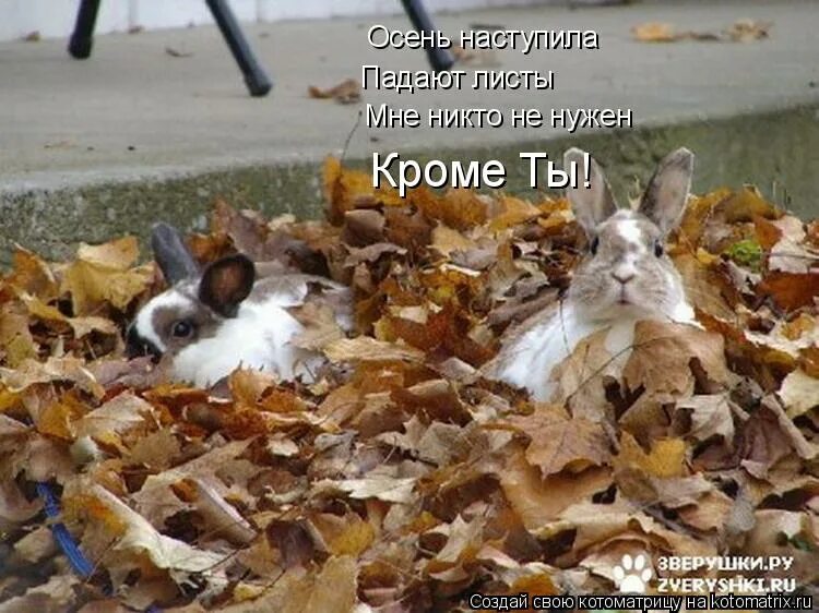 осень наступила падают листы мне никто не нужен кроме ты. осень наступила падают листы. осень наступила падают листы. наступила осень мне никто не нужен кроме ты. осень наступила падают листы.