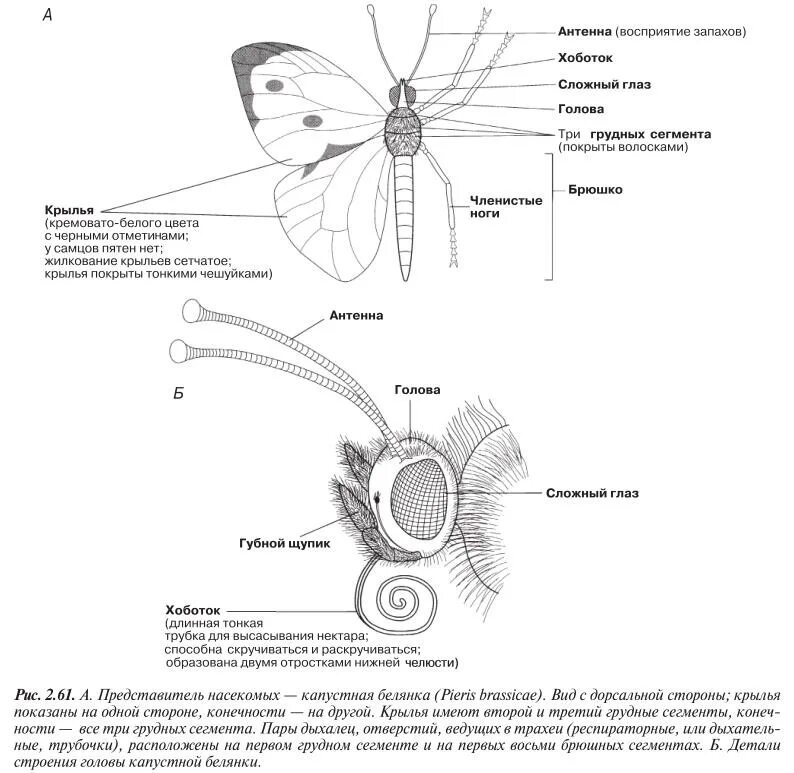 Оборудования для исследования строения крыла бабочки. Внешнее строение бабочки капустной белянки. Строение бабочки капустницы схема. Форма тела бабочки капустной белянки. Внешнее строение бабочки капустницы.