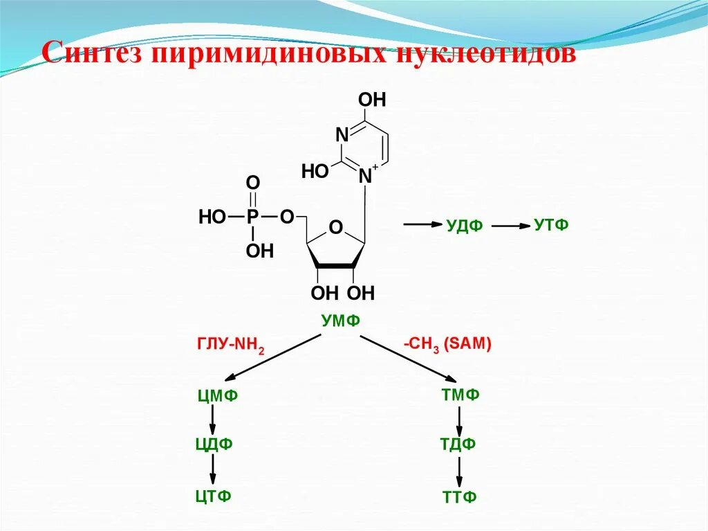 Распад пиримидиновых. Биосинтез пиримидиновых нуклеотидов (УМФ,. Схема биосинтеза пиримидиновых нуклеотидов. Общая схема синтеза пиримидиновых нуклеотидов. Биосинтез пиримидиновых нуклеотидов биохимия.