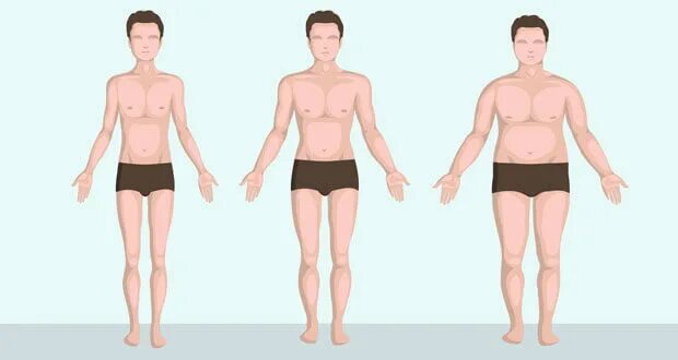Виды тела. Mesomorfo. Mesomorfo. Endomorfo. Academia ectomorfo 4 anos 😱 peter.
